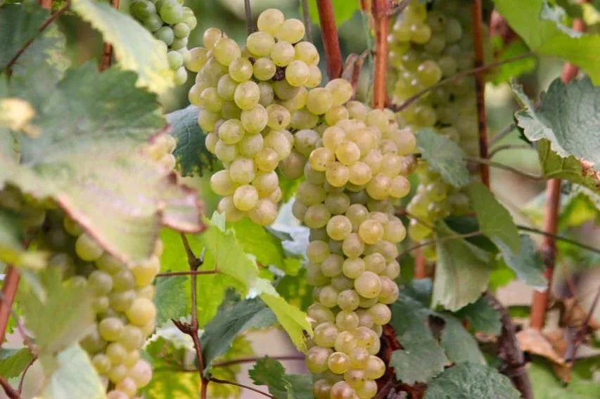 シモネティ ルカツィテリ 2021 オレンジワイン カヘティ - georgianwinestore