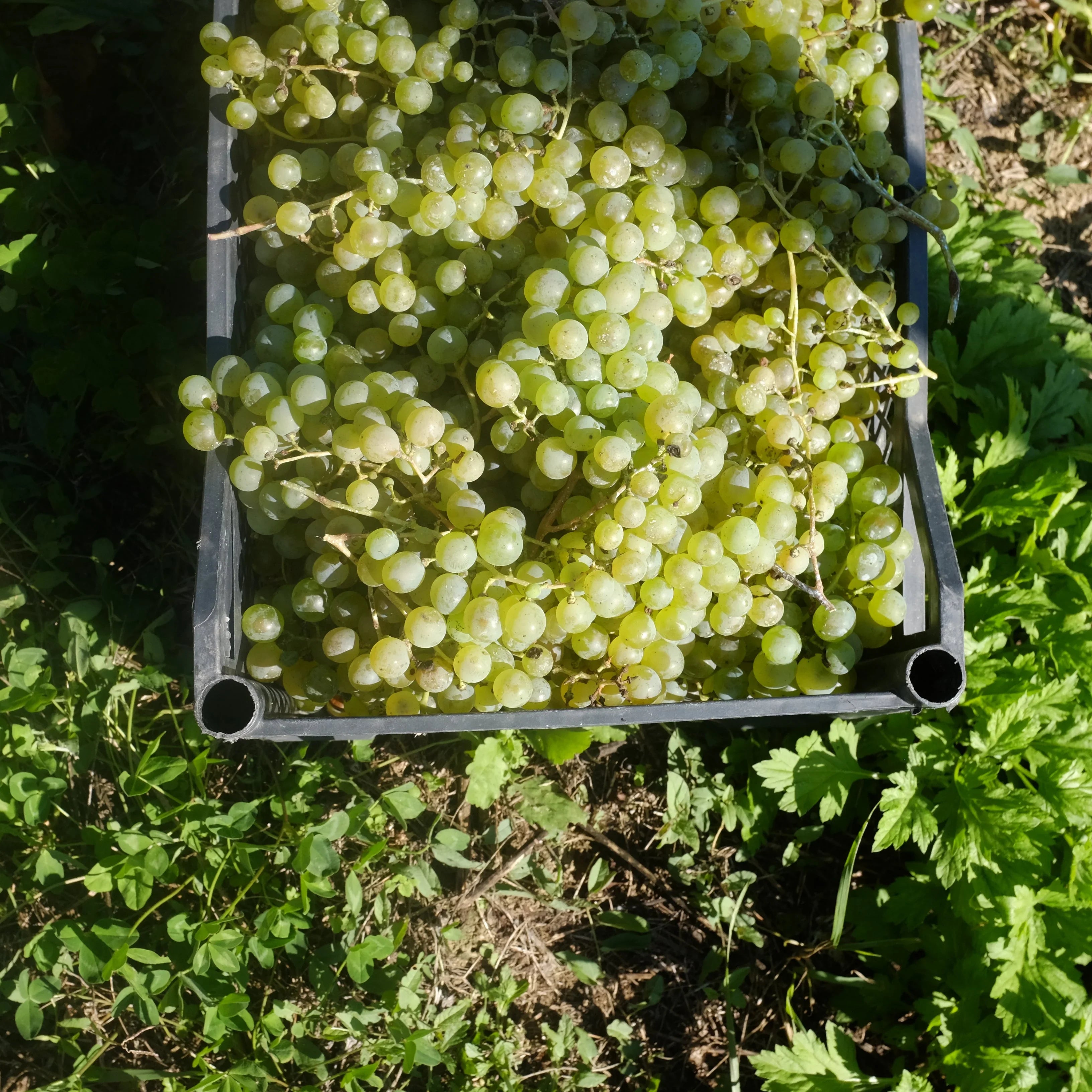 アーティザニ ルカツィテリ 2022 オレンジワイン カヘティ地方 - georgianwinestore