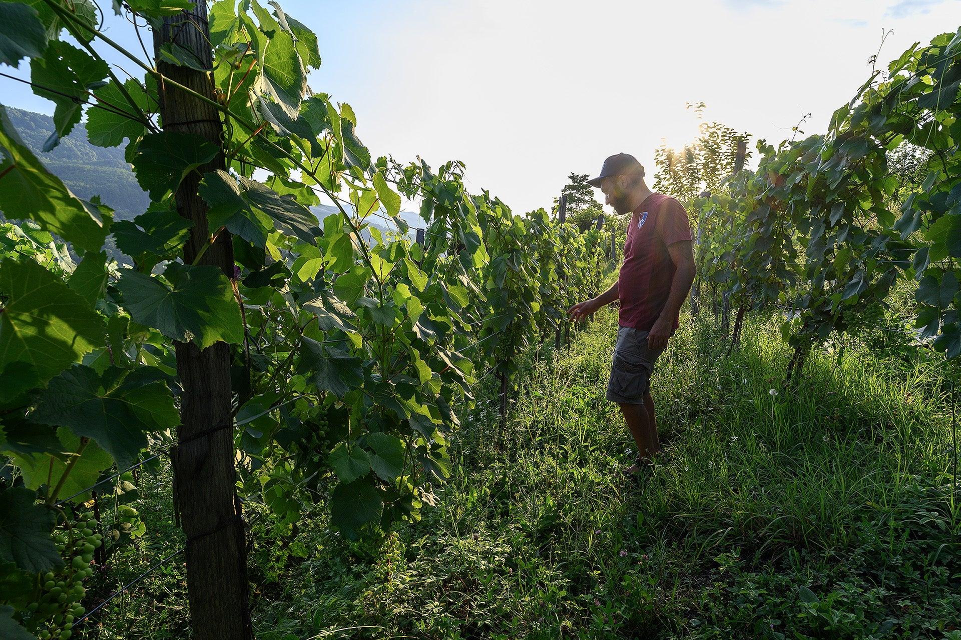 メナバゼ シャヴィ・カビストニ 2023 赤ワイン ラチャ地方 - georgianwinestore