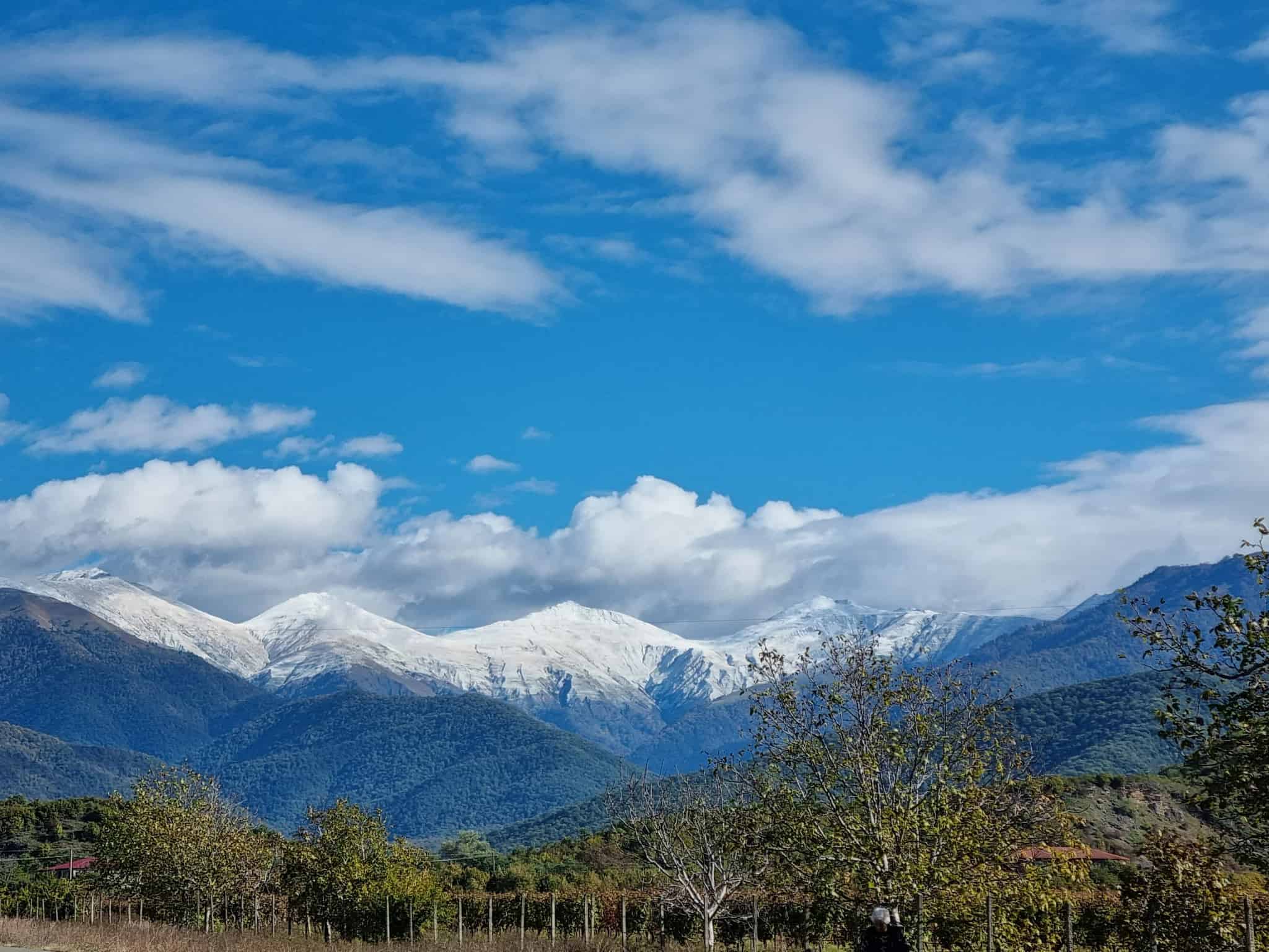 雪をかぶった山々を背景に広がるぶどう畑。ティコエステイトのペットナットが生まれるジョージアの豊かな自然の風景