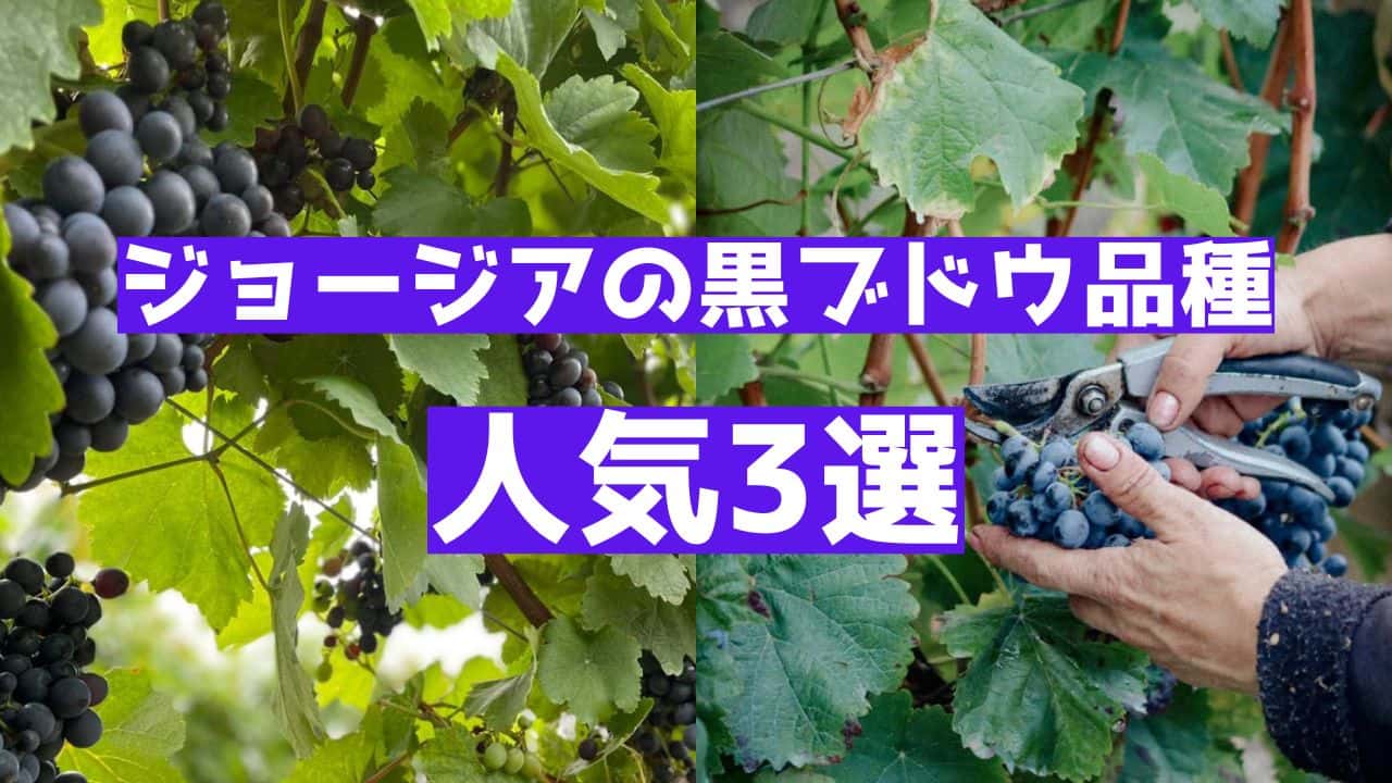 ジョージアワインでおすすめの黒ブドウ品種を紹介するサムネイル