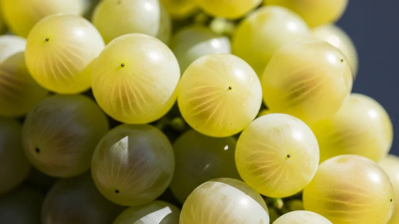 ツォリコウリ(Tsolikouri)のワイン特集｜白ブドウ品種