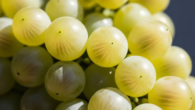 ツォリコウリ｜酸と香りの均衡、クリア系の白ブドウ品種 - georgianwinestore