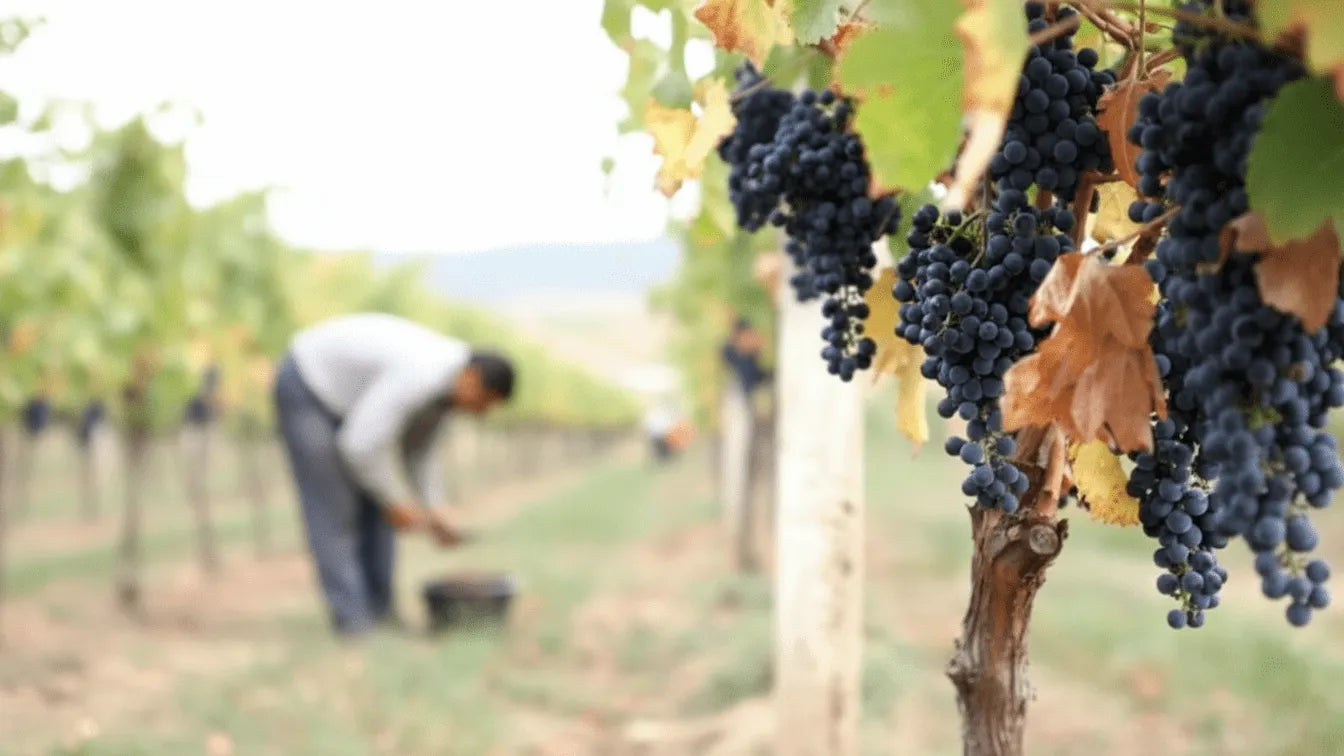 アレクサンドロウリ・黒ブドウ品種｜ジョージアワイン