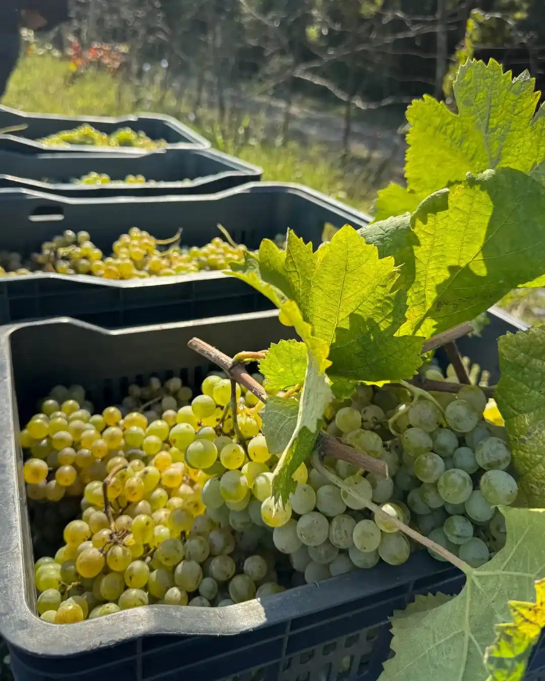 ツィツカ（Tsitska）品種｜ジョージア西部イメレティ地方