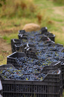 シモネティ オツハヌリ・サペレ 2021 樽熟赤ワイン カヘティ地方 - georgianwinestore