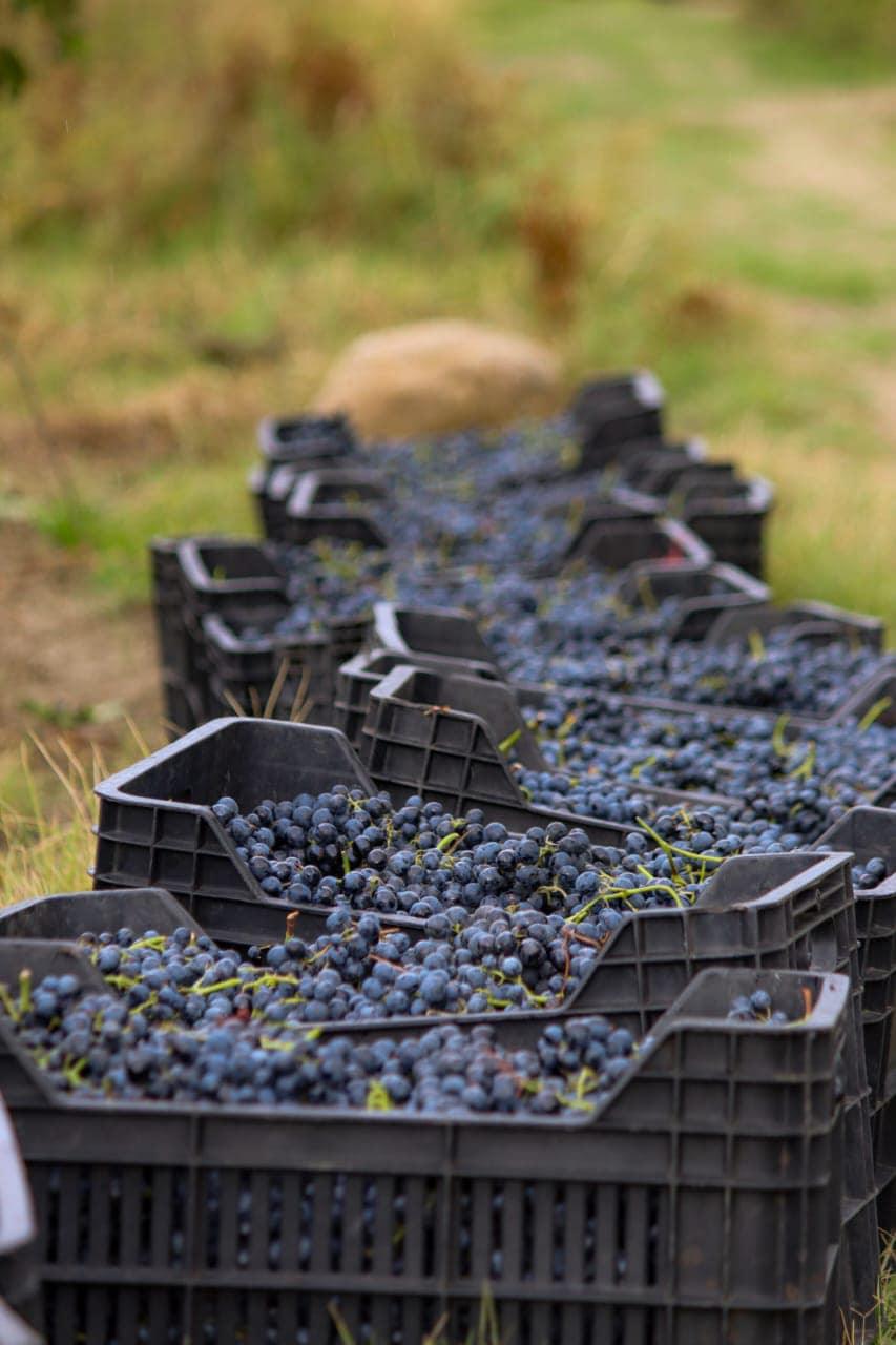 シモネティ オツハヌリ・サペレ 2021 樽熟赤ワイン カヘティ地方 - georgianwinestore