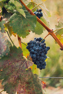 シモネティ サペラヴィ 2021 赤ワイン ジョージア カヘティ産 - georgianwinestore