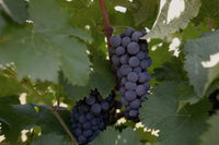 Binekhiワイナリーの畑で実る、深い紫色のサペラヴィの房