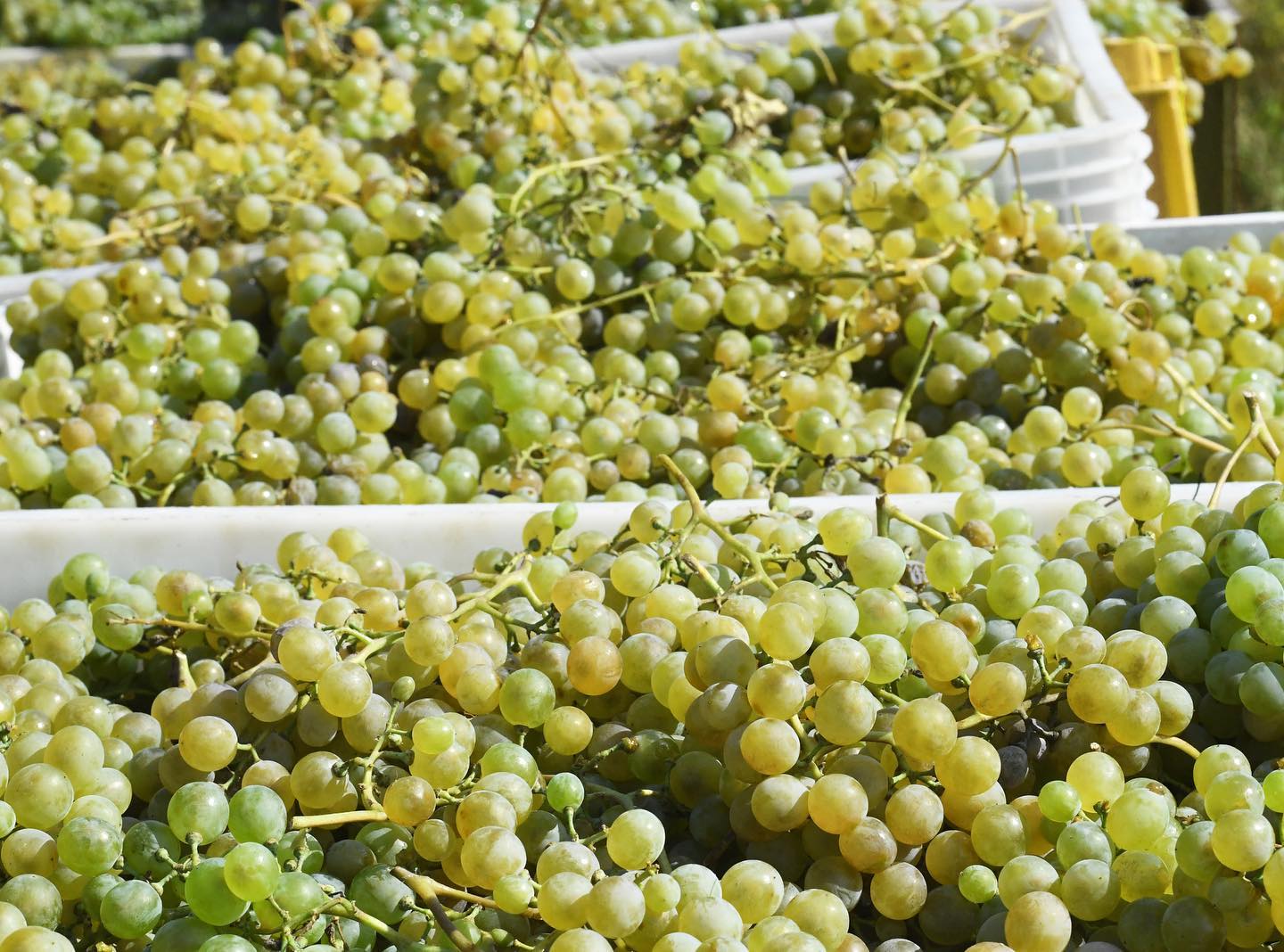 text-block-image-template--25086468751636__ss_text_block_pro_4rQ3LL