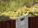 ムツヴァネ・カフリ 2014 オレンジワイン Binekhi Winery - georgianwinestore