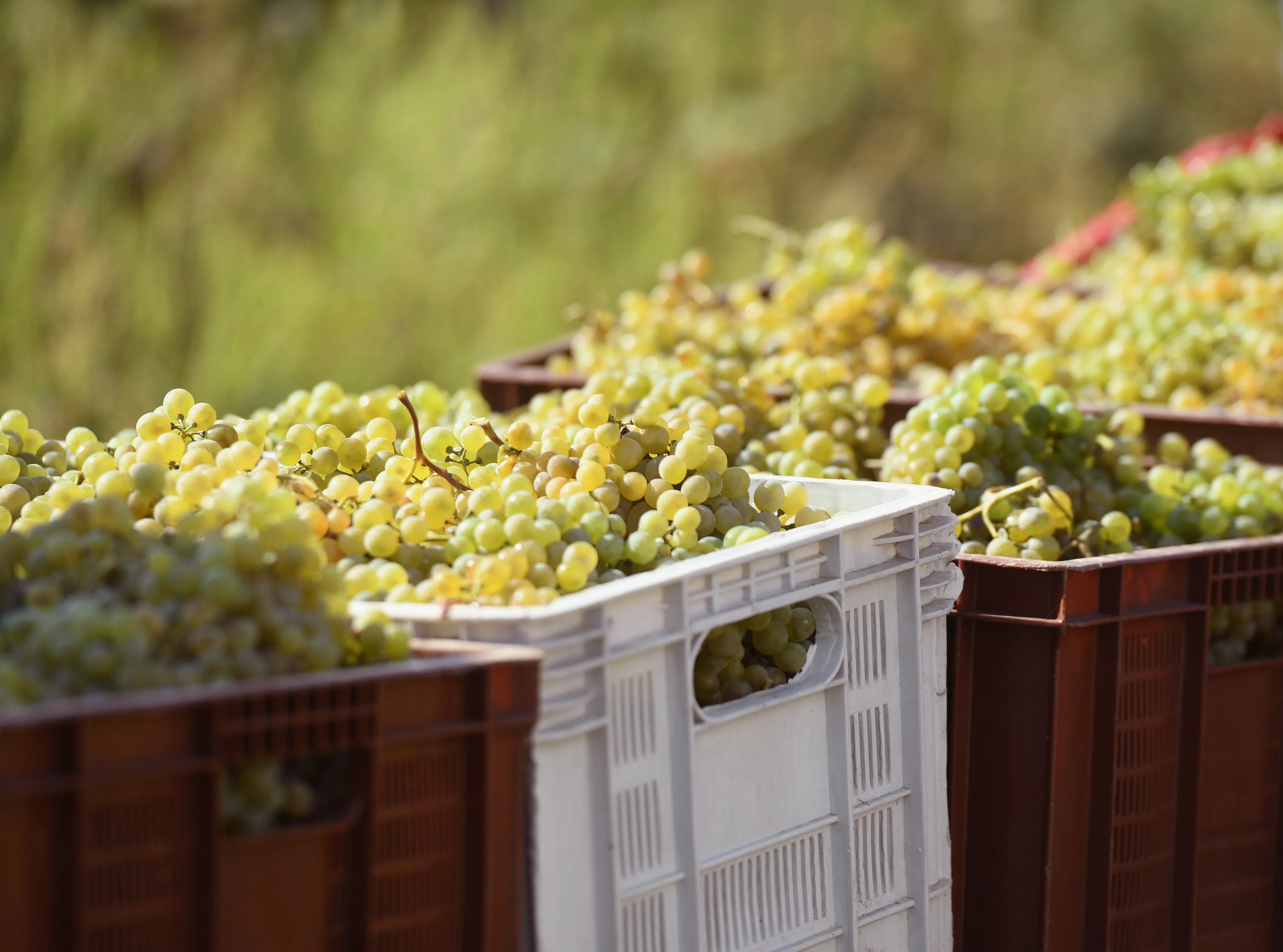ムツヴァネ・カフリ 2014 オレンジワイン Binekhi Winery - georgianwinestore