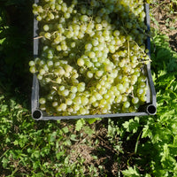 アーティザニ ルカツィテリ 2022 オレンジワイン カヘティ地方 - georgianwinestore