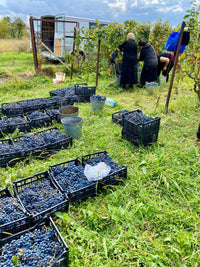 アーティザニ サペラヴィ 2022 赤ワイン ジョージアワイン - georgianwinestore