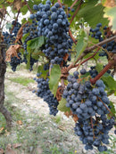 ティコエステイト サペラヴィ 2023 赤ワイン ジョージア カヘティ地方 - georgianwinestore