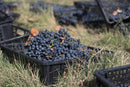 ティコエステイト サペラヴィ 2021 赤ワイン ジョージアワイン カヘティ地方 - georgianwinestore