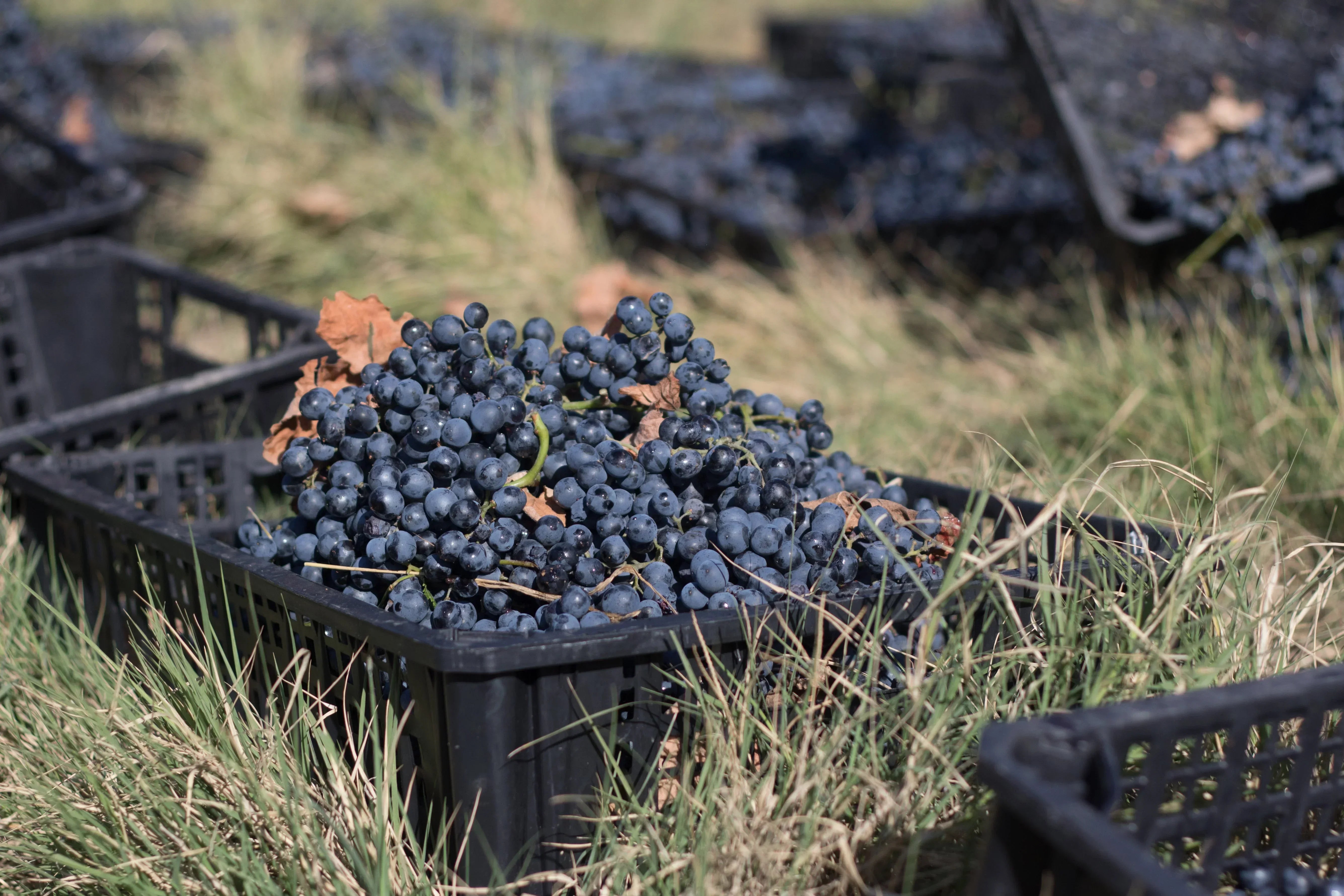 ティコエステイト サペラヴィ 2021 赤ワイン ジョージアワイン カヘティ地方 - georgianwinestore
