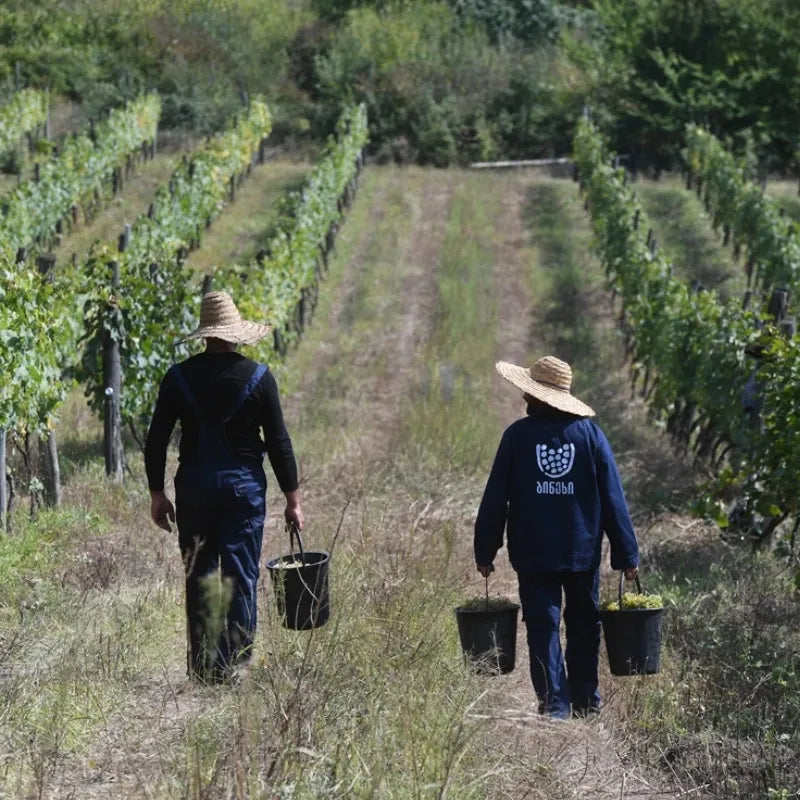 BINEKHI Wineryの葡萄畑で収穫作業をする人々