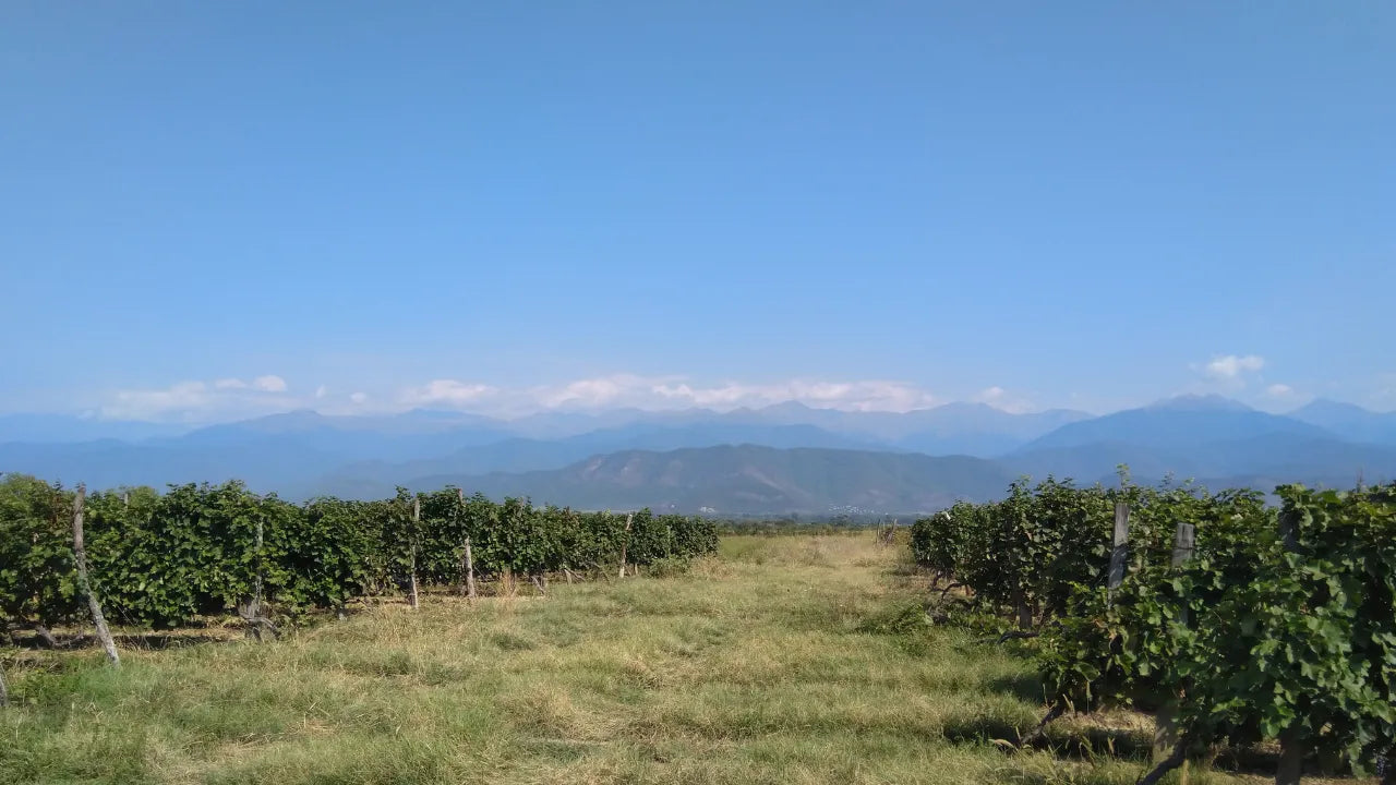 ジョージアのぶどう畑から青空とコーカサス山脈の連なりを望む夏の風景
