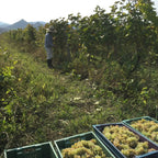 美しい山々を背景にしたジョージアの葡萄畑で、麦わら帽子をかぶった作業員が手摘みで収穫している様子。手前には収穫されたばかりのルカツィテリとムツヴァネの葡萄が詰まったコンテナが並んでいる