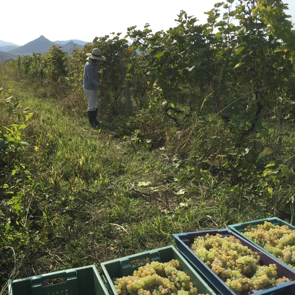 美しい山々を背景にしたジョージアの葡萄畑で、麦わら帽子をかぶった作業員が手摘みで収穫している様子。手前には収穫されたばかりのルカツィテリとムツヴァネの葡萄が詰まったコンテナが並んでいる
