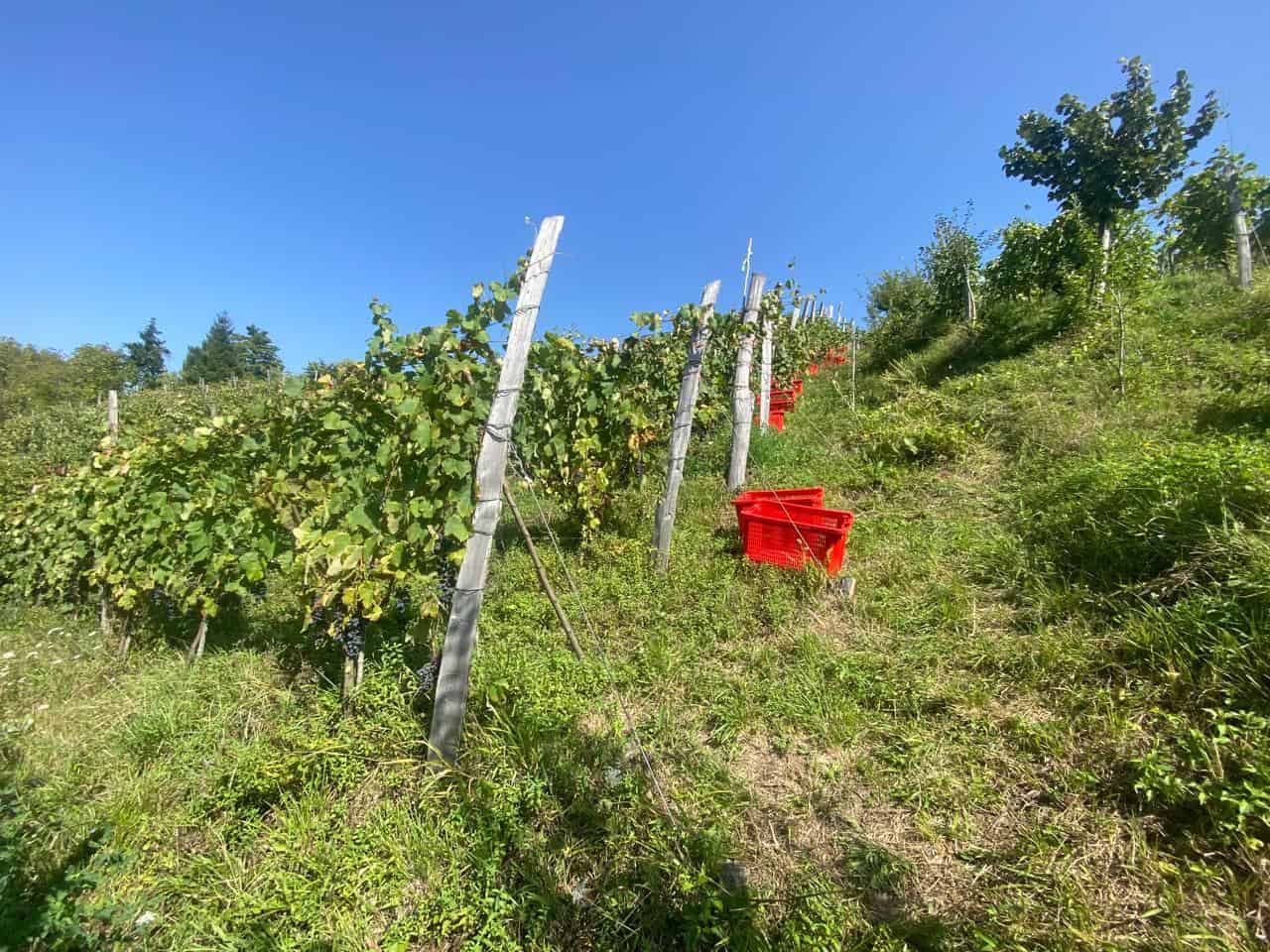 収穫されたばかりのブドウを赤いコンテナに詰めているラチャ地方のブドウ畑