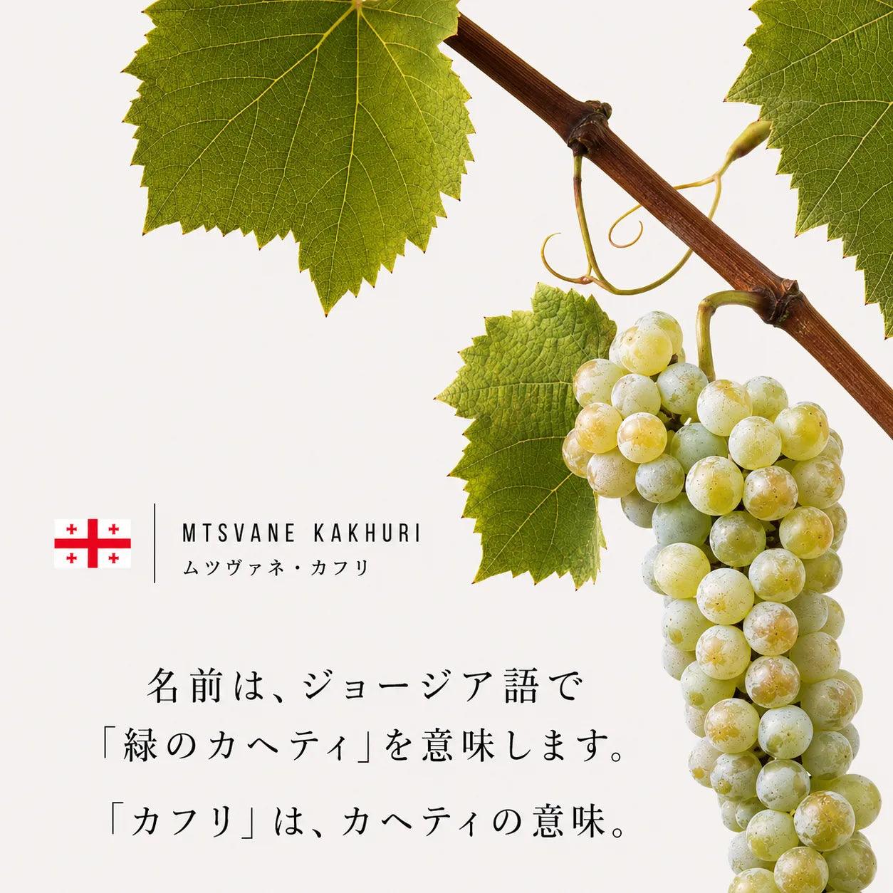 ジョージア語で緑のカヘティを意味する白ブドウ品種ムツヴァネ・カフリ
