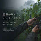 無農薬畑の朝霧の中、黒ぶどうの房を手で摘みとる収穫の様子を写した画像