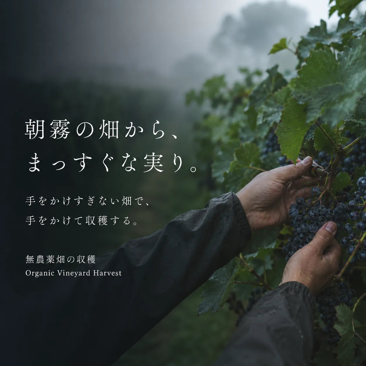 無農薬畑の朝霧の中、黒ぶどうの房を手で摘みとる収穫の様子を写した画像