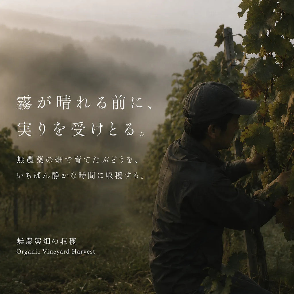 無農薬のぶどう畑で霧が晴れる前に白ぶどうを収穫する男性を写した画像