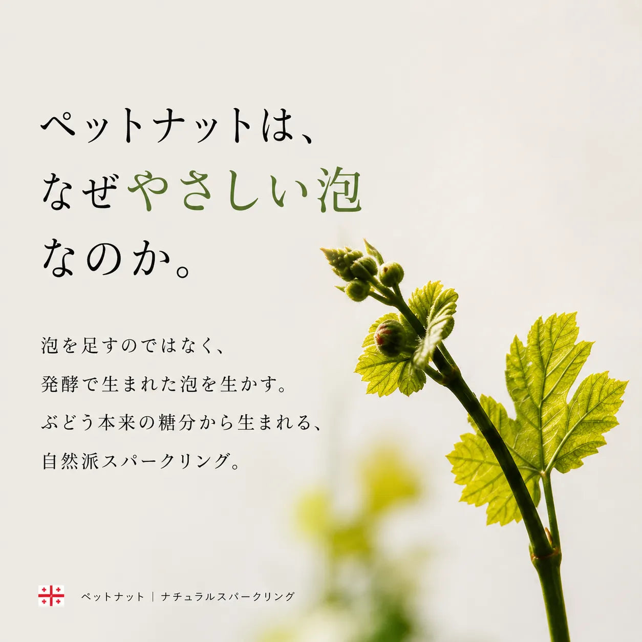 ペットナットのやさしい泡の理由を解説。若いブドウの新芽と葉のクローズアップ