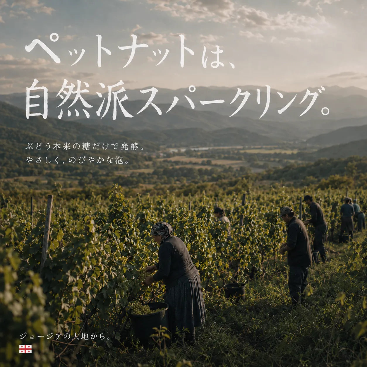 ペットナットは自然派スパークリングという訴求。夕暮れのジョージアの畑で摘む人々