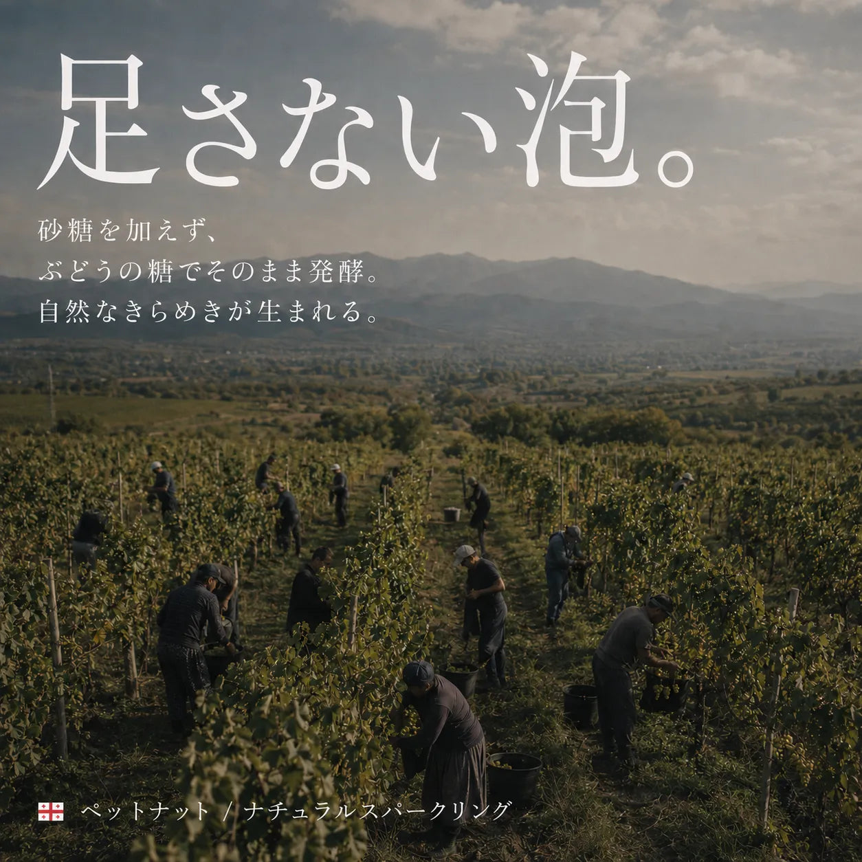 足さない泡というペットナットの訴求。ジョージアのブドウ畑で収穫する人々の風景