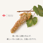 暑い夏にも酸を失わず厳しい冬にも耐える力強い白ブドウ品種ルカツィテリ