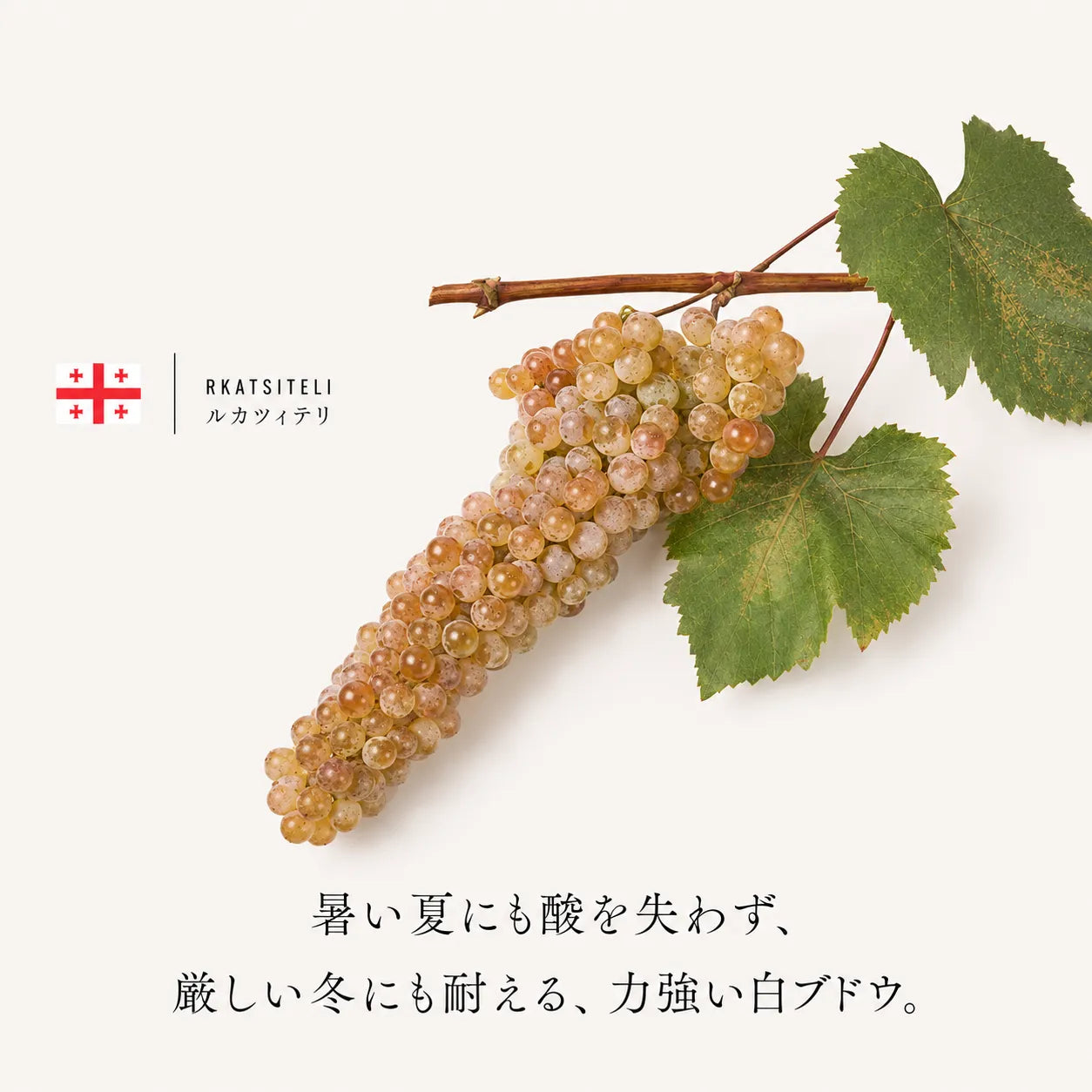 暑い夏にも酸を失わず厳しい冬にも耐える力強い白ブドウ品種ルカツィテリ