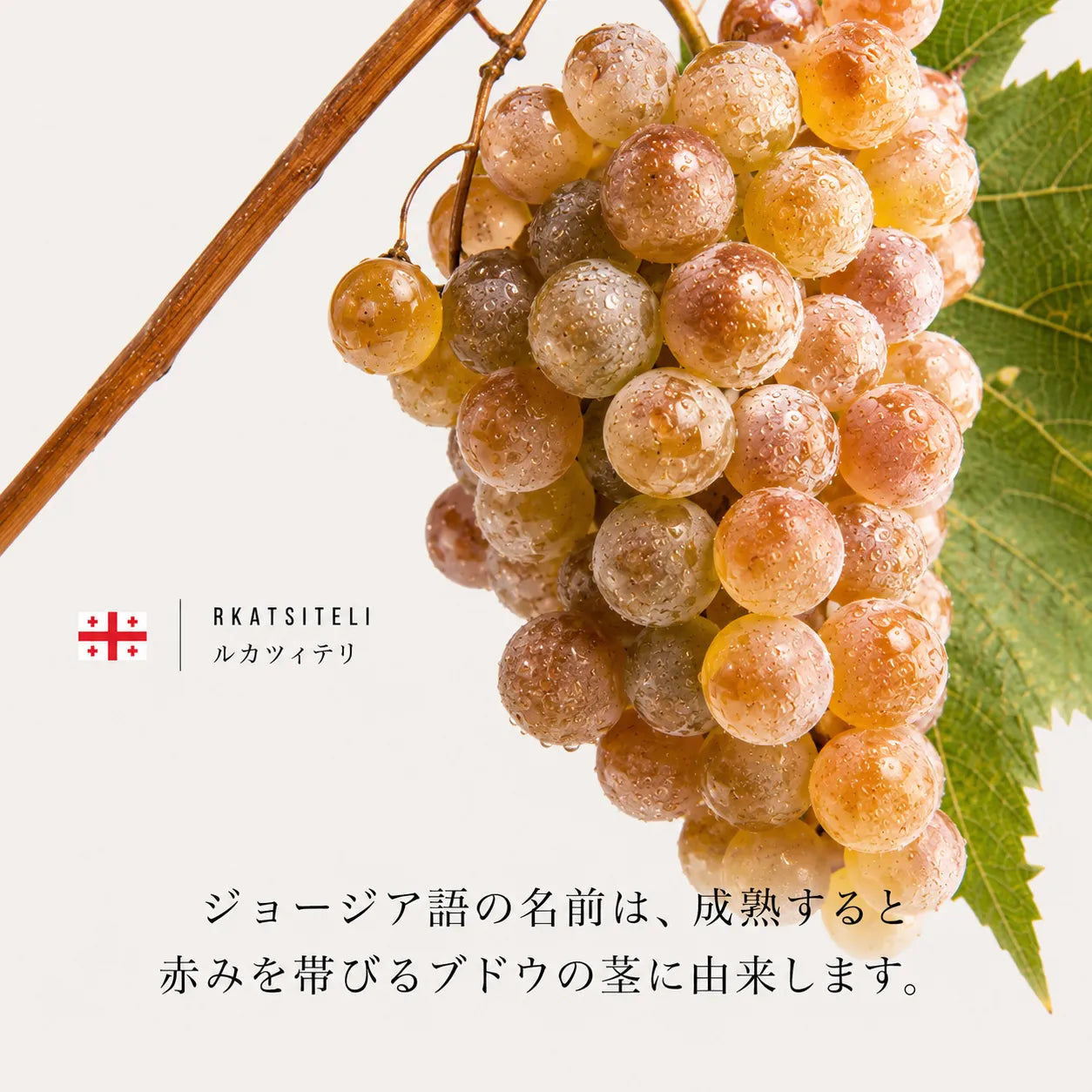 成熟すると赤みを帯びる茎が名前の由来であるジョージアの白ブドウ品種ルカツィテリ