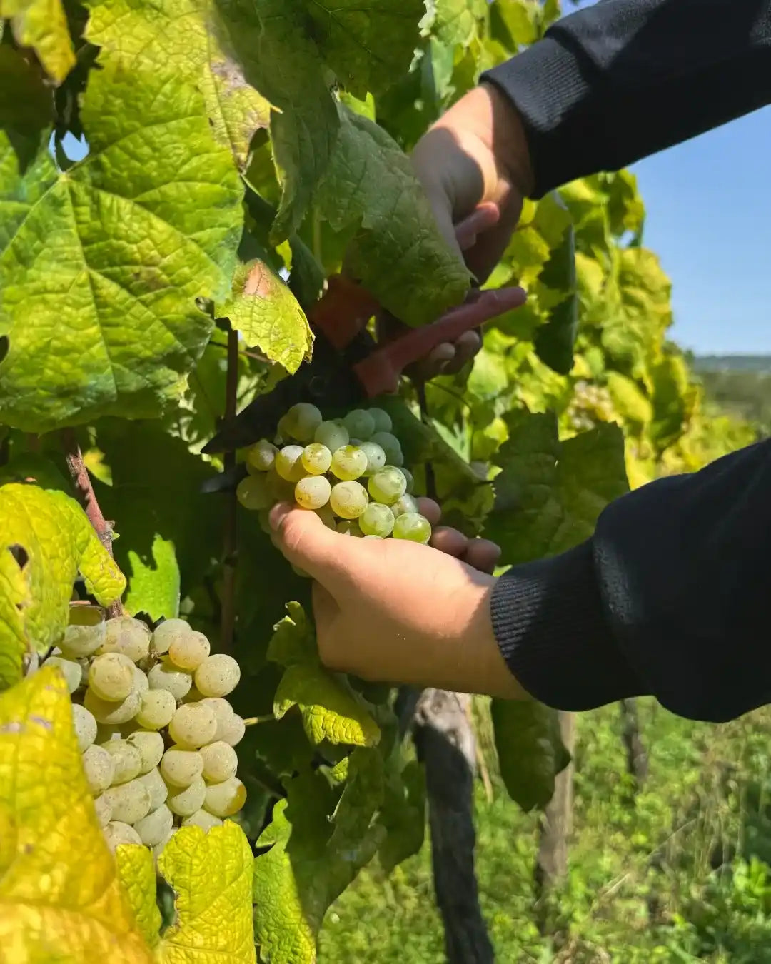 text-block-image-template--25086469603604__ss_text_block_pro_CKwXiH