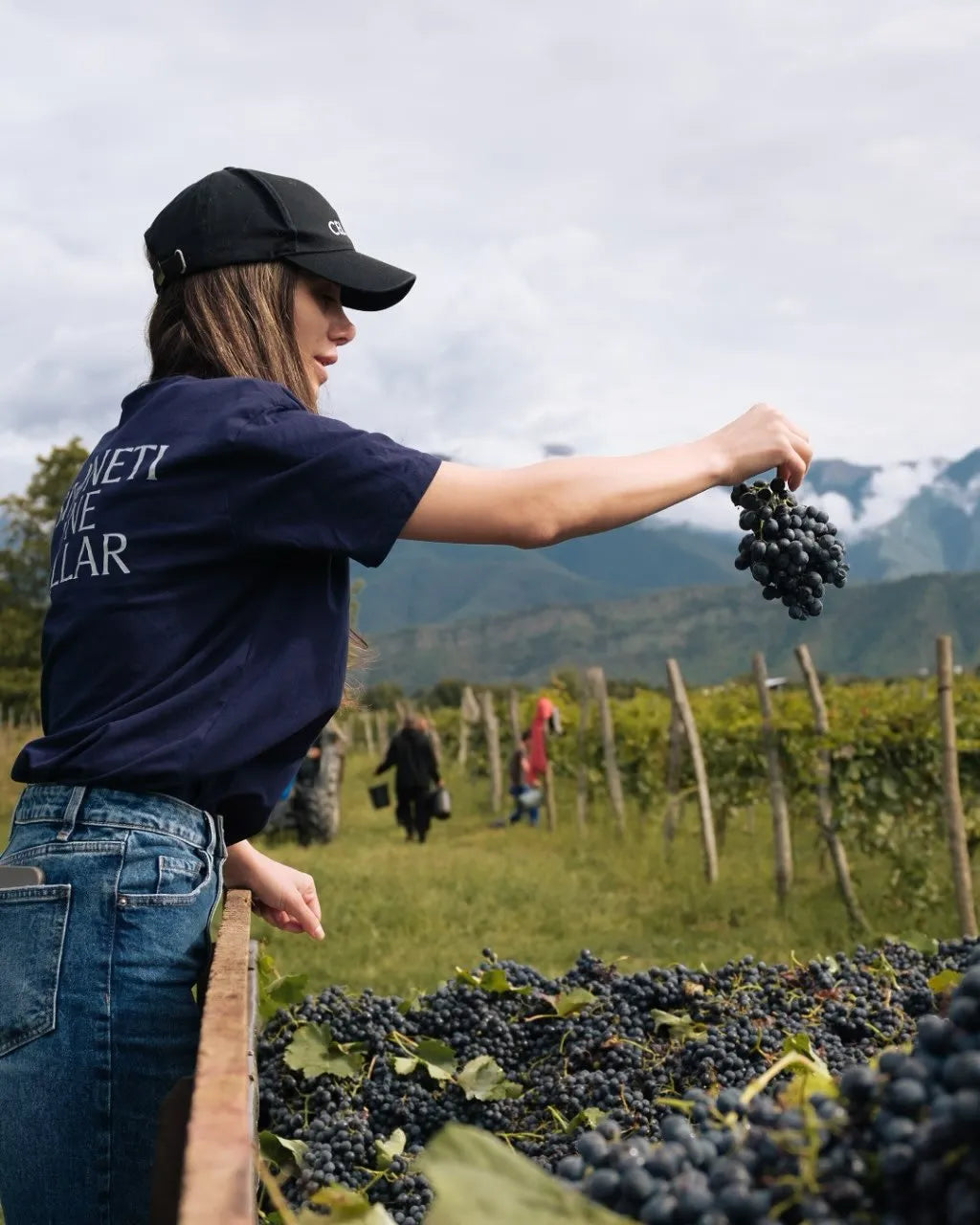 ジョージアのワインの黒ブドウの収穫の様子