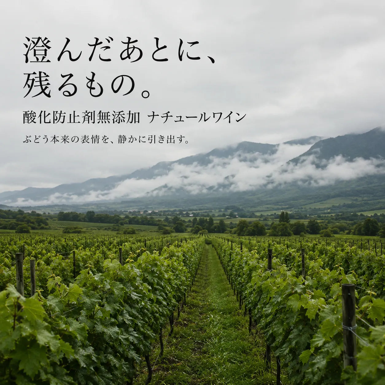 酸化防止剤無添加のナチュールワインを表す、朝霧に包まれたジョージアのぶどう畑の風景画像