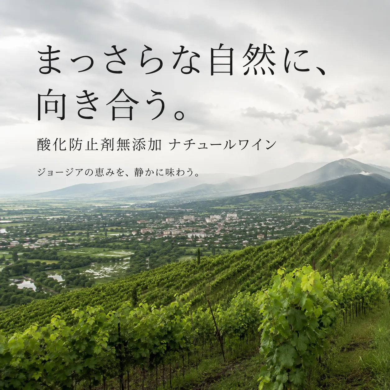 酸化防止剤無添加ナチュールワインを表す、町を見下ろすジョージアの丘のぶどう畑の風景画像