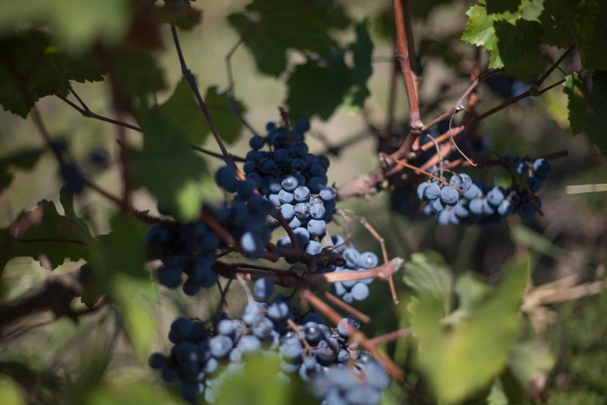 text-block-image-template--25086468751636__ss_text_block_pro_qaWrnd