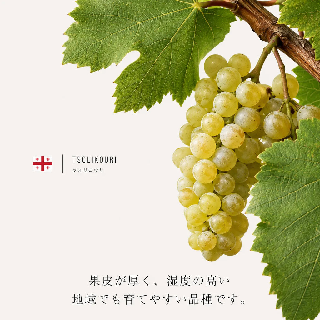 ジョージア原産の白ブドウ「ツォリコウリ」の房。やや厚い果皮と豊かな実が特徴的なクローズアップ画像。